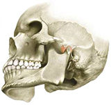 the temporomandibular joints